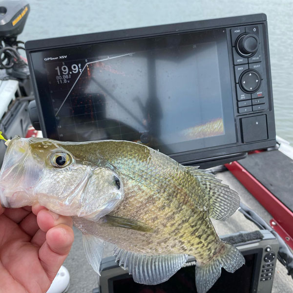Crappie fishing with sonar