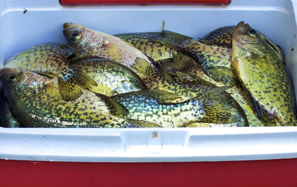 crappie in cooler