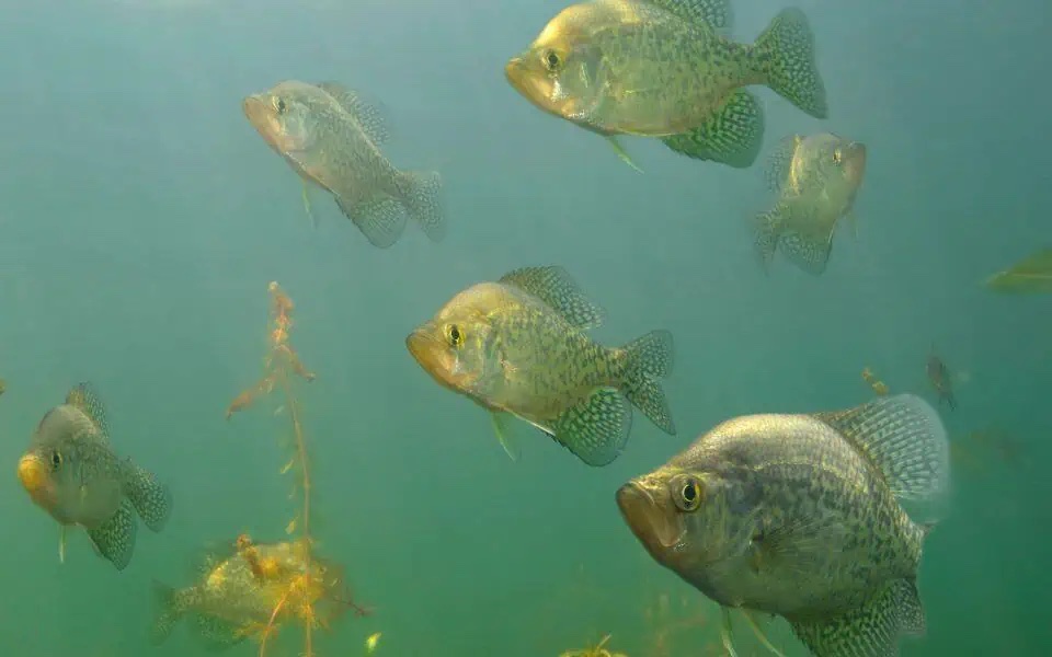 crappie tactics