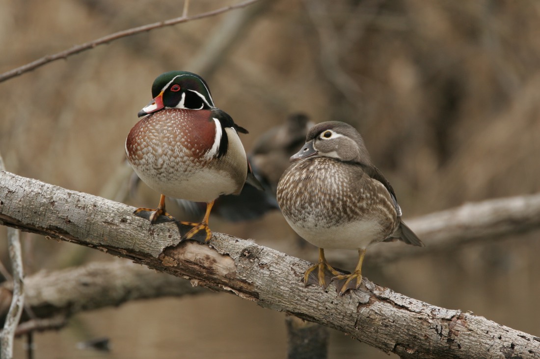 male and female wood duck