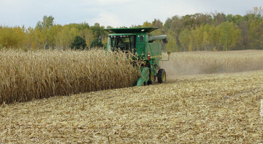 cutting corn