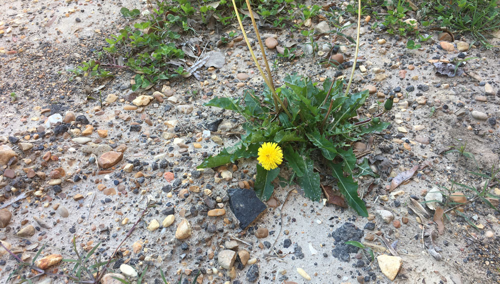 dandelion