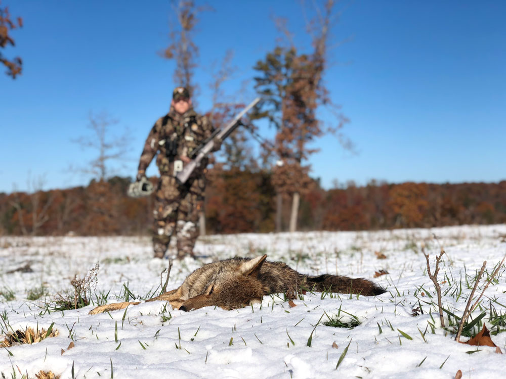 dead coyote in snow