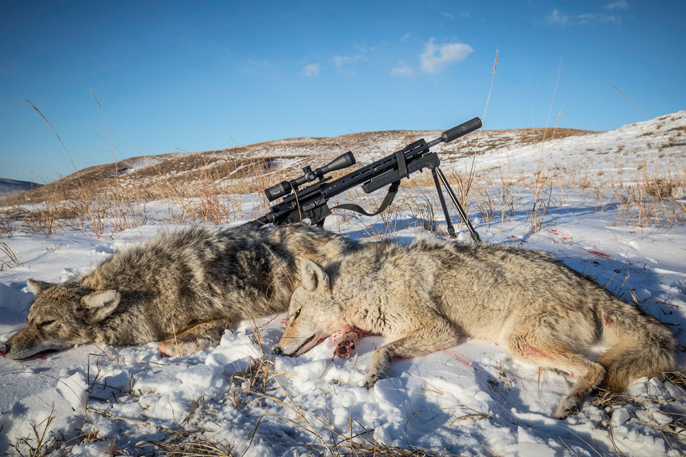 harvested coyotes in snow