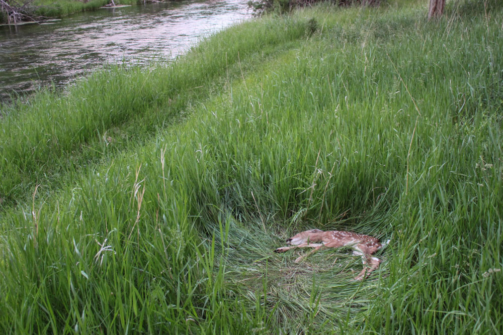 dead fawn