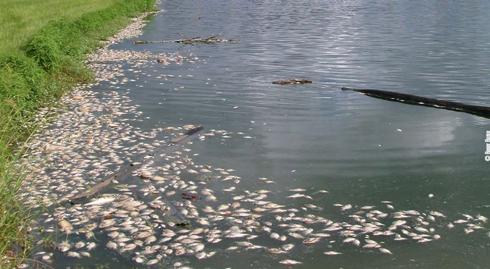 dead fish floating in a pond