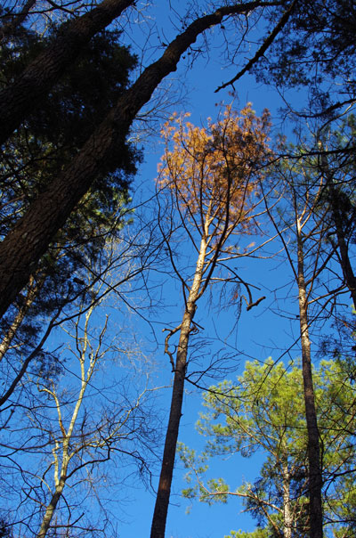 dead pine tree