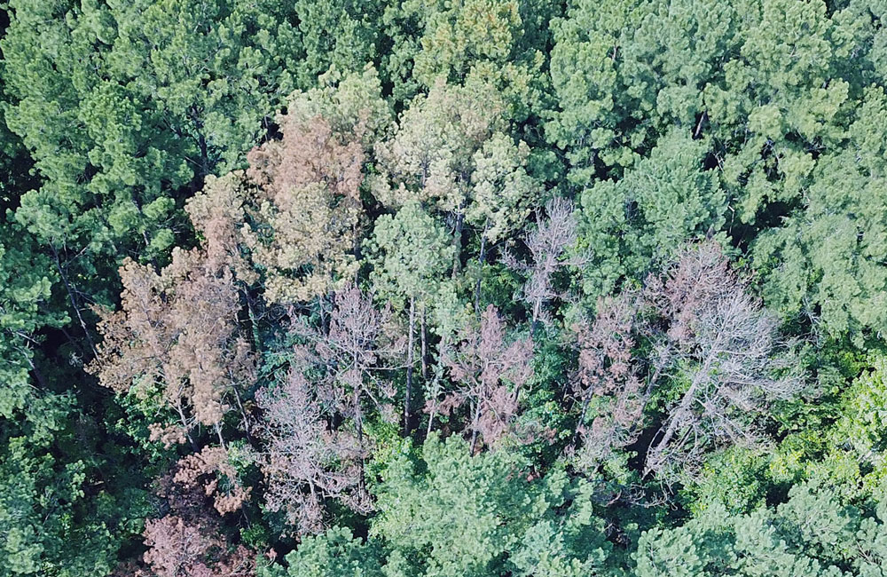 dead pine trees