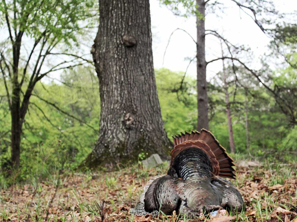 dead turkey