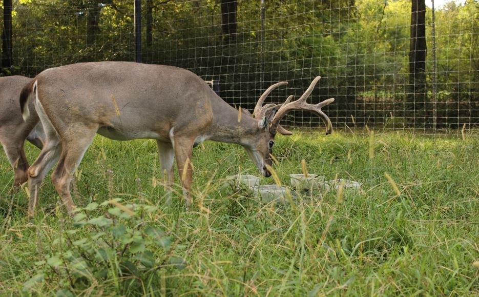 deer choosing forage