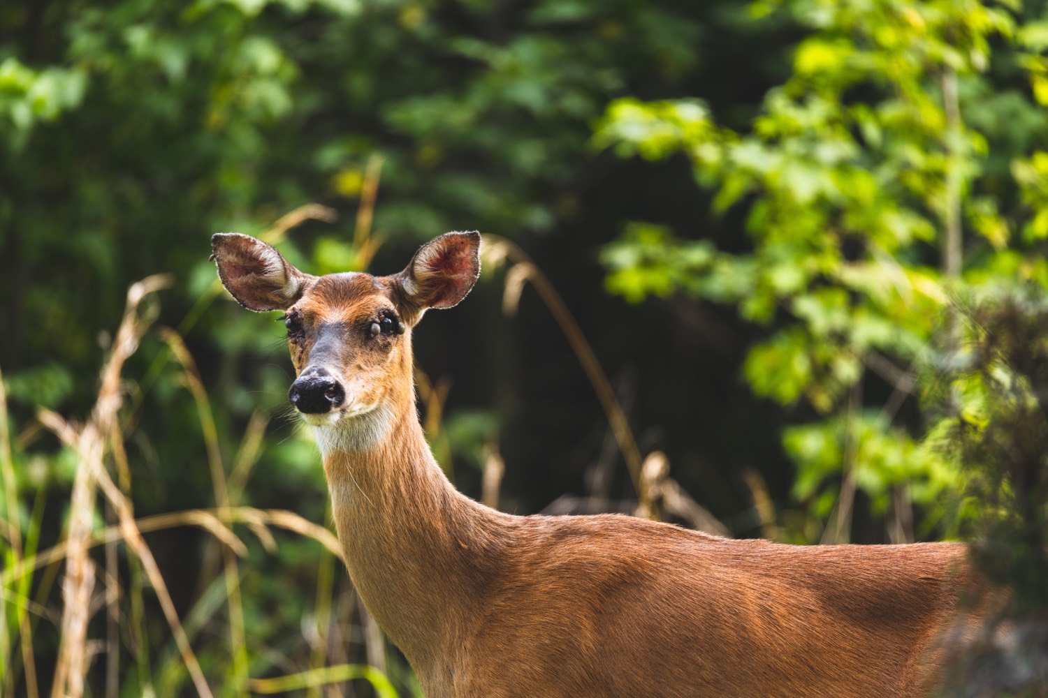 ticks on deers face