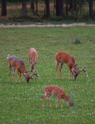 bucks and fawns