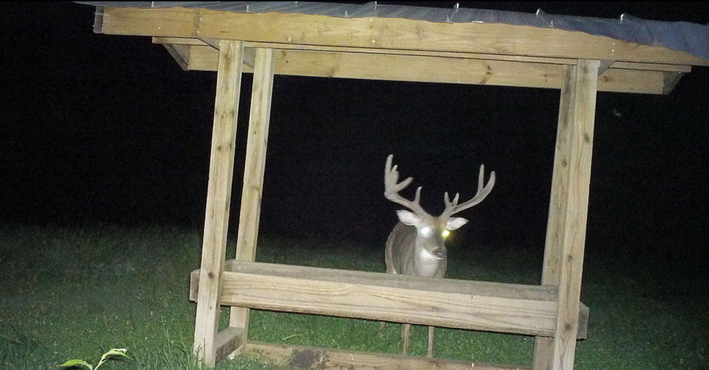 deer at feeder