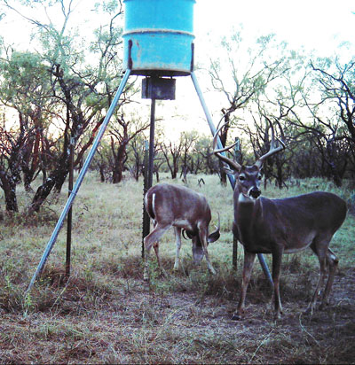 deer at feeder