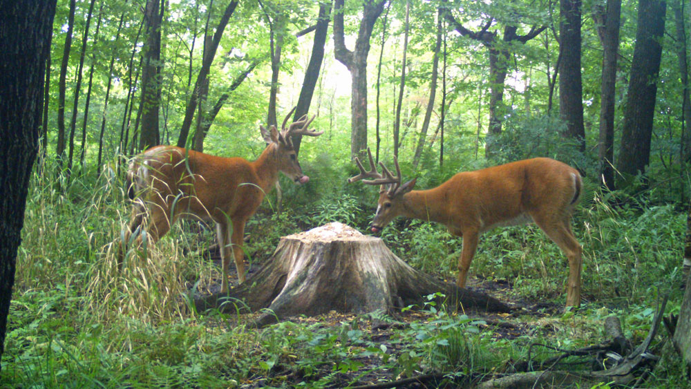 deer at mineral lick