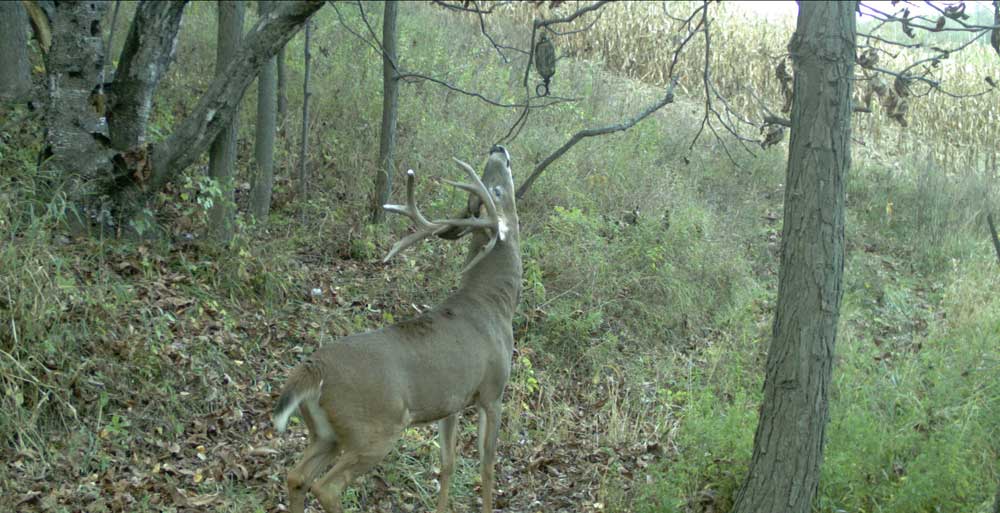 deer at mock scrape