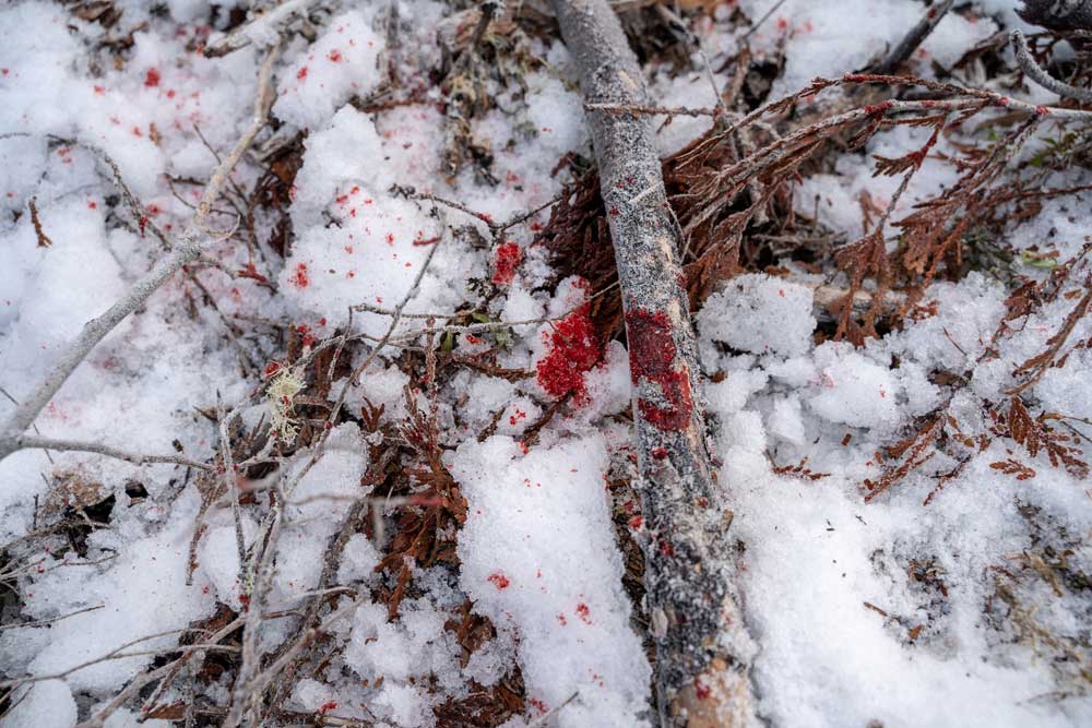 deer blood in snow