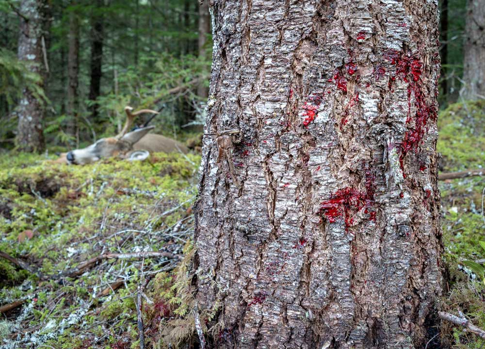 deer blood trail
