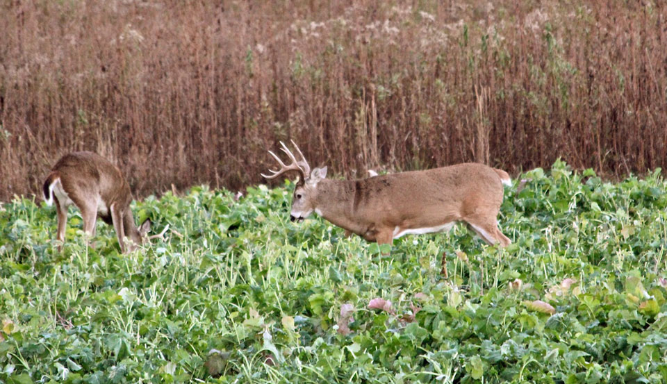 deer in brassica plot