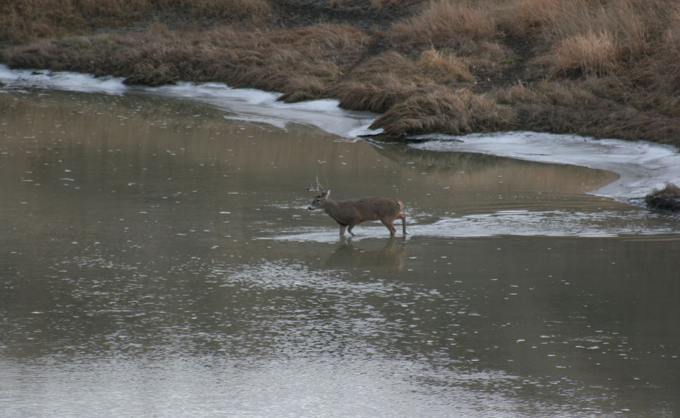 deer crossing water