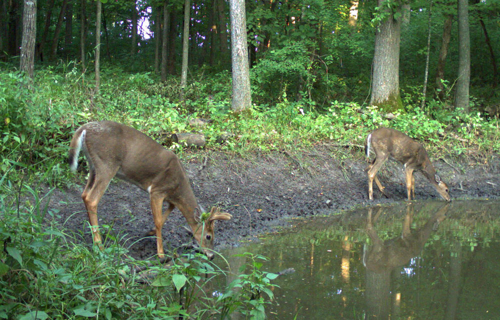 deer drinking water