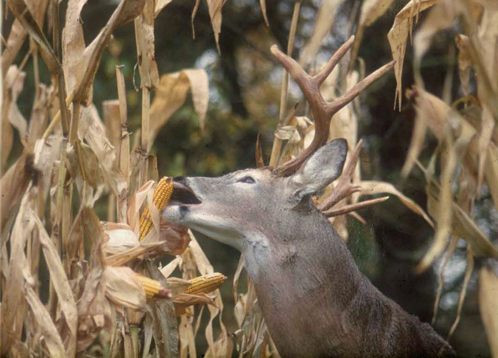 deer eating corn