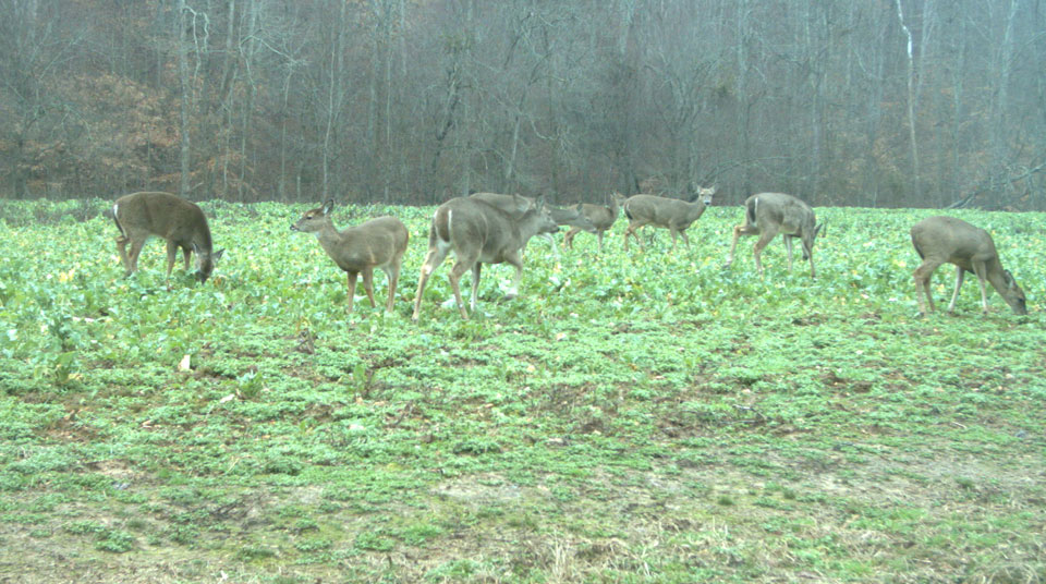 deer eating food plot