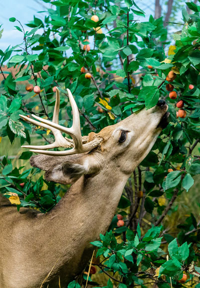 deer eating fruit