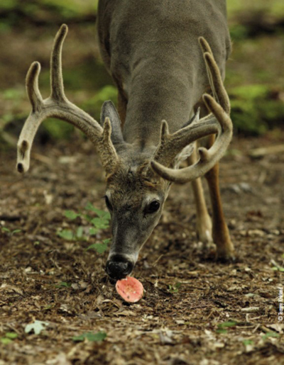 deer eating mushroom