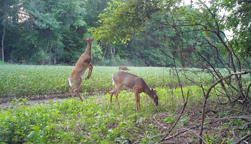 deer eating nativ browse