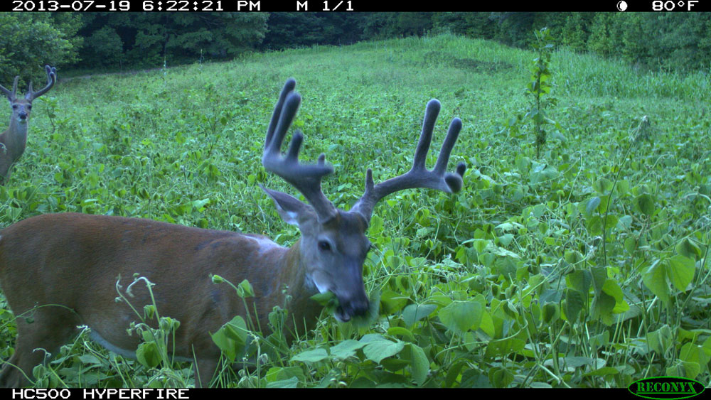 deer eating food plot