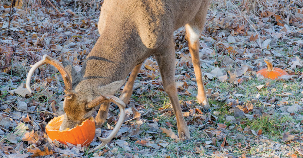 deer eating pumpkin