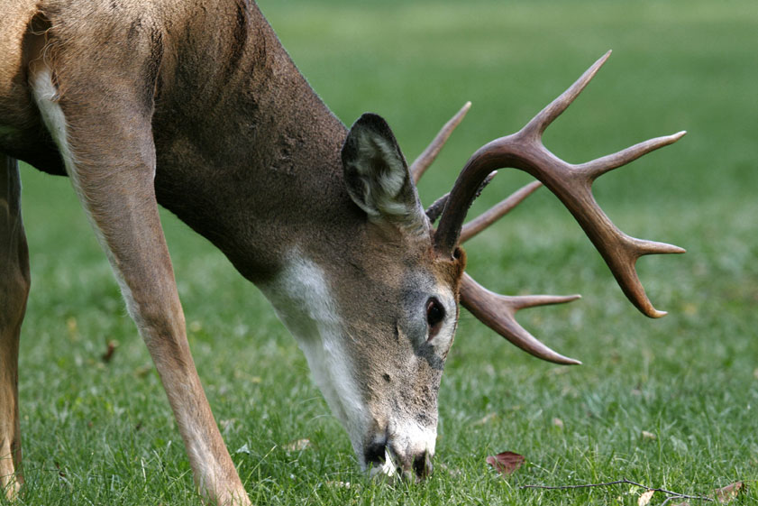 deer grazing