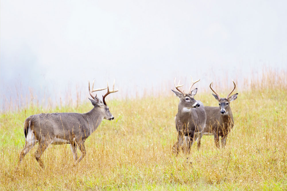 deer herd bucks