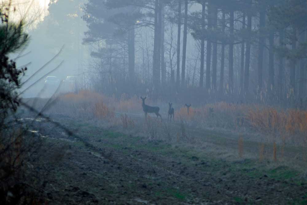 deer in controlled burn