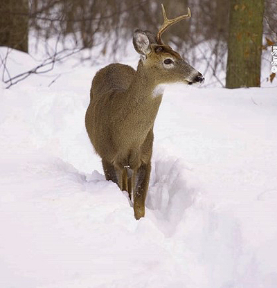 deer walking in deep snow