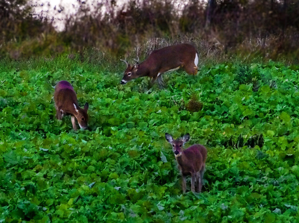 deer in food plot