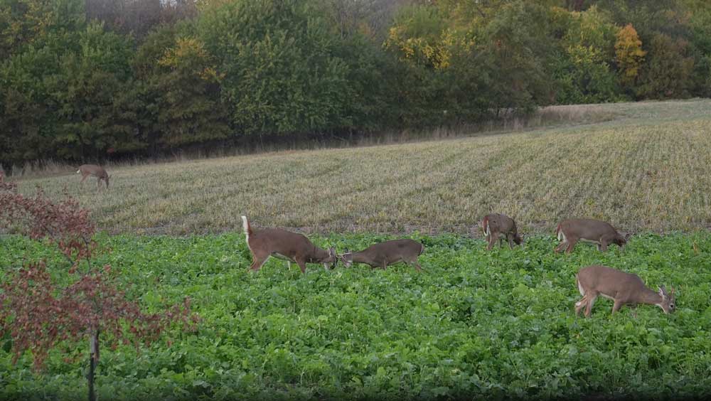 deer in green food plot