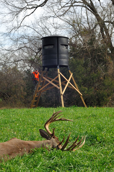 deer in front of stand