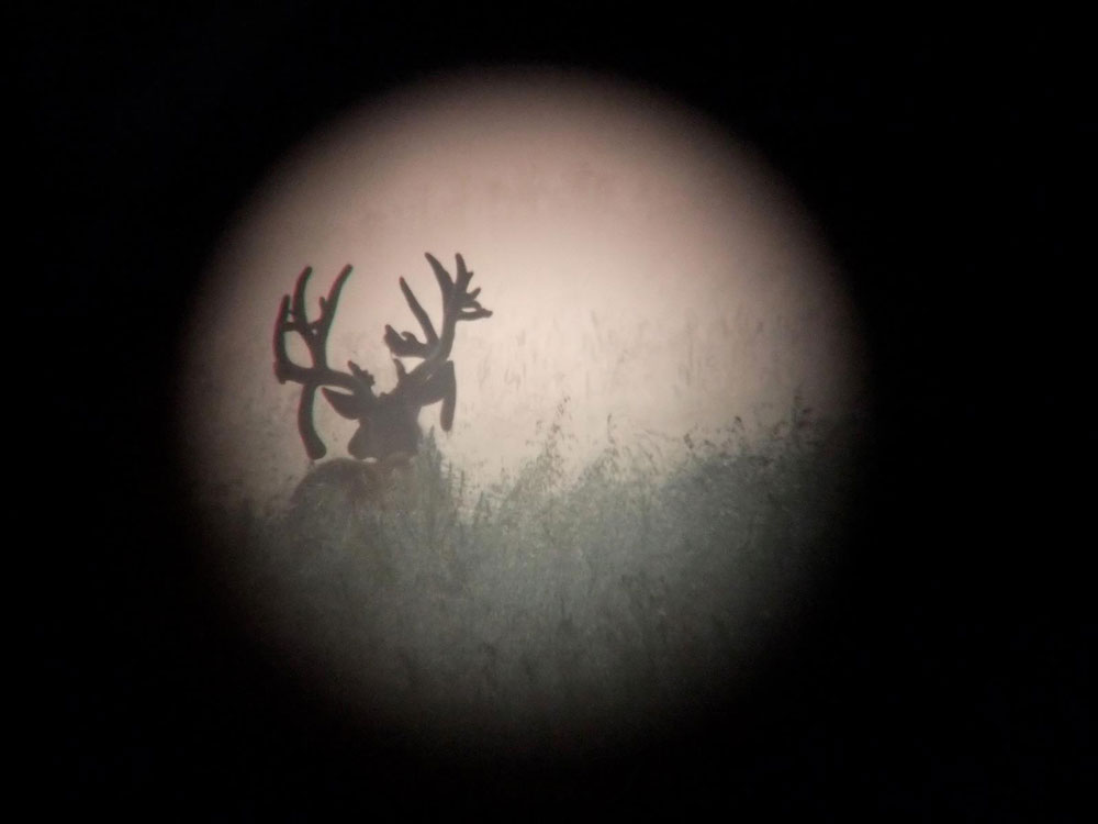 deer in scope