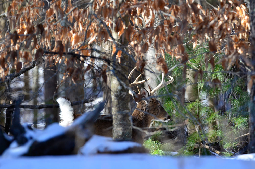 deer in snow