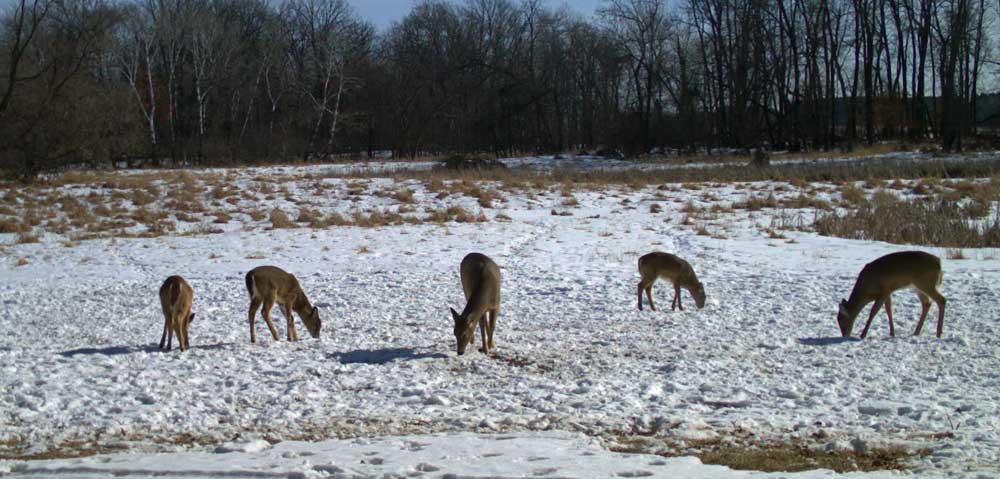 deer in snowy food plot