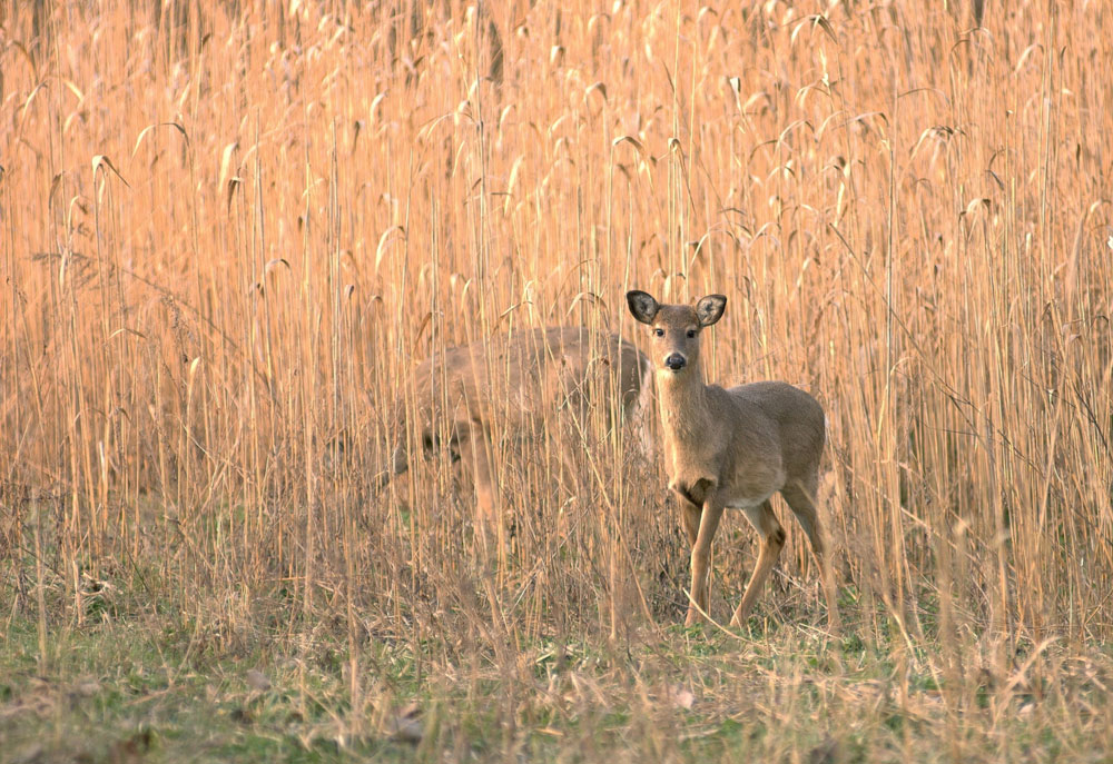 deer in grass