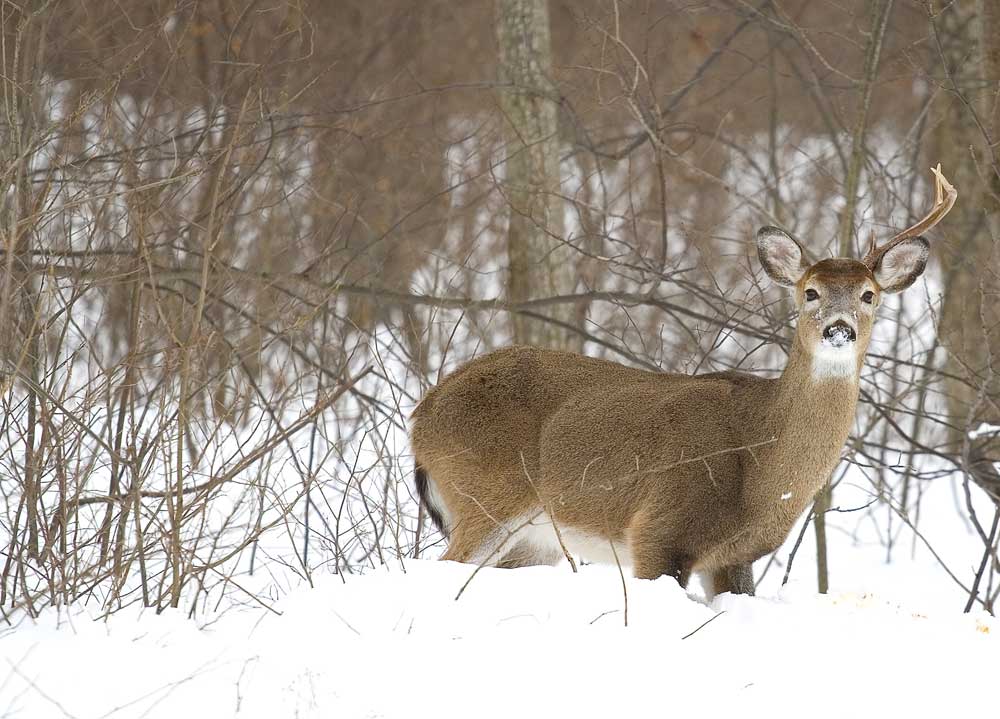 deer in winter with one antler