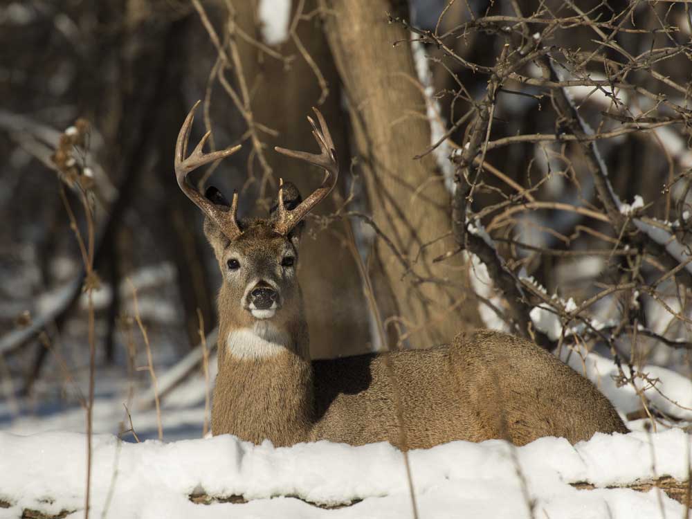 deer bedding in winter