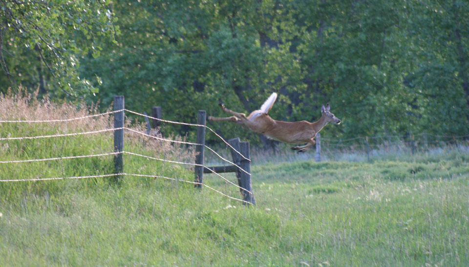 deer jumping fence