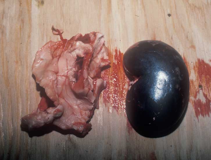 deer kidney