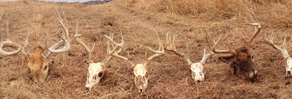 deer skulls EHD