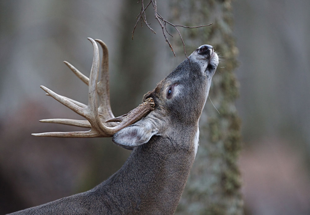 deer smelling