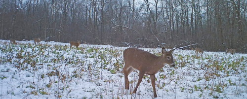 deer in snow field